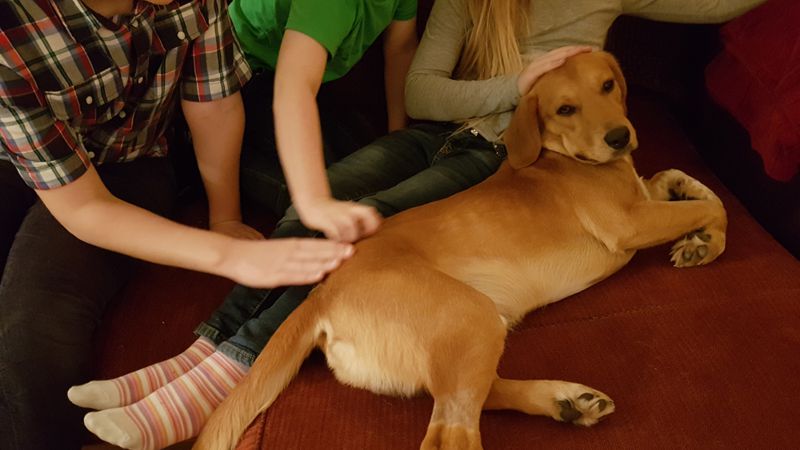 Sichere Umgang Kind und Hund
