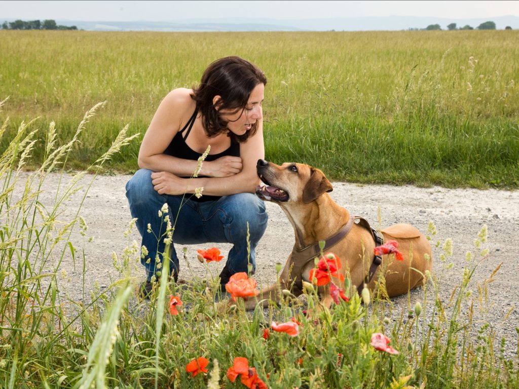 Mensch Hund Bindung Kurs
