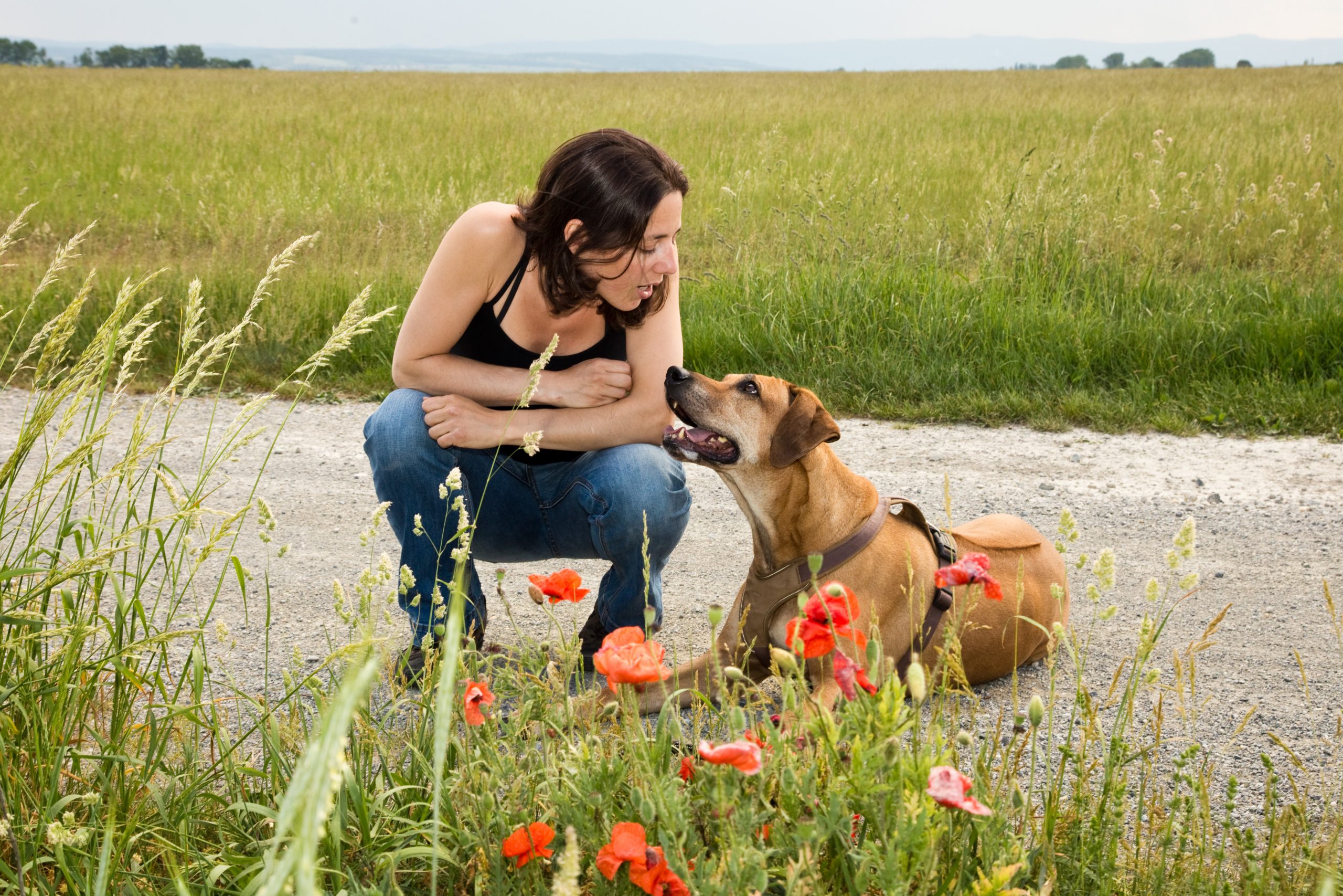 Mythen Mensch-Hund-Bindung