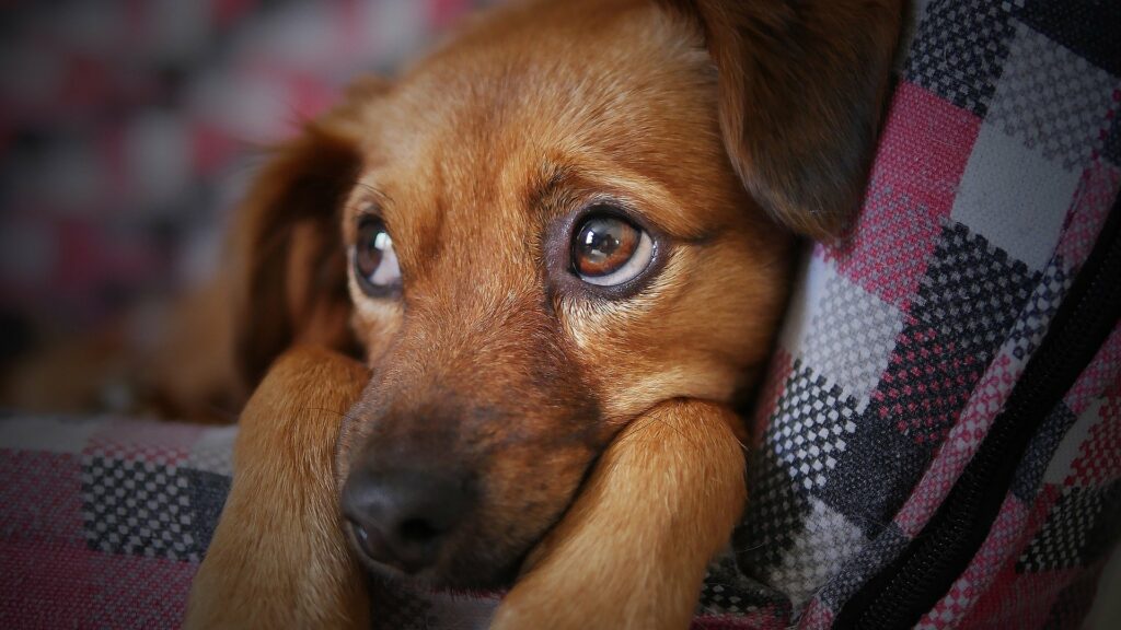 Trauma bei Hunden